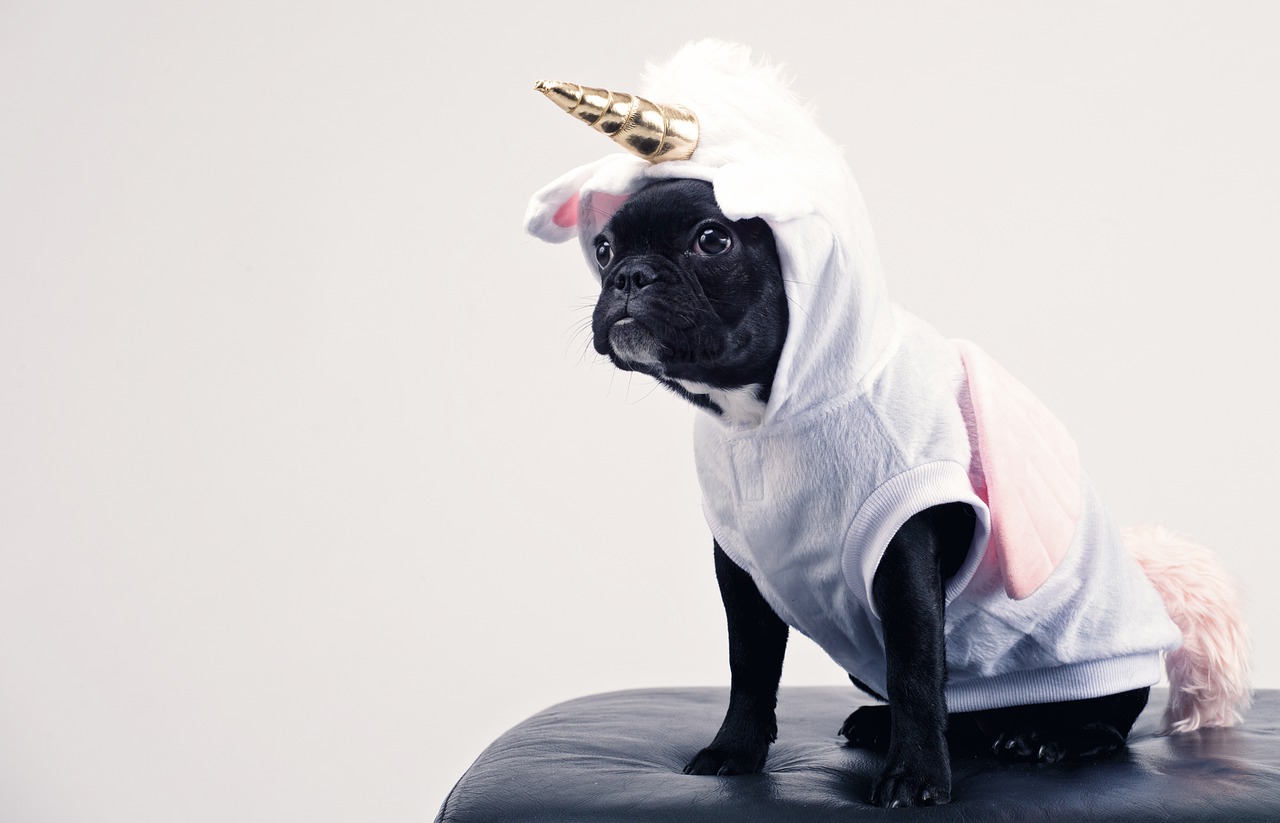 Photo of a black pug in a pink unicorn costume