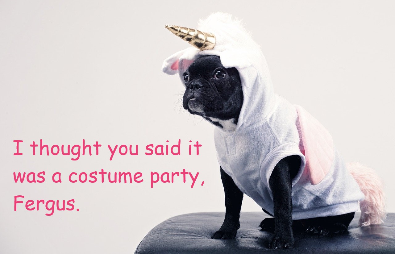 Photo of a pug in a unicorn costume with the text: I thought you said it was a costume party, Fergus.