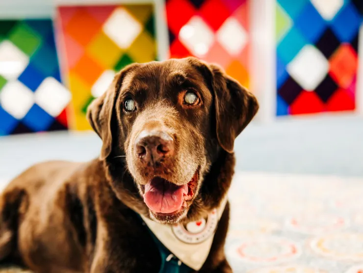 Image of a brown dog sitting on a colorful quilt in front of a checkered wall.  George has cloudy eyes, his tongue is out and he has his work harness on. 